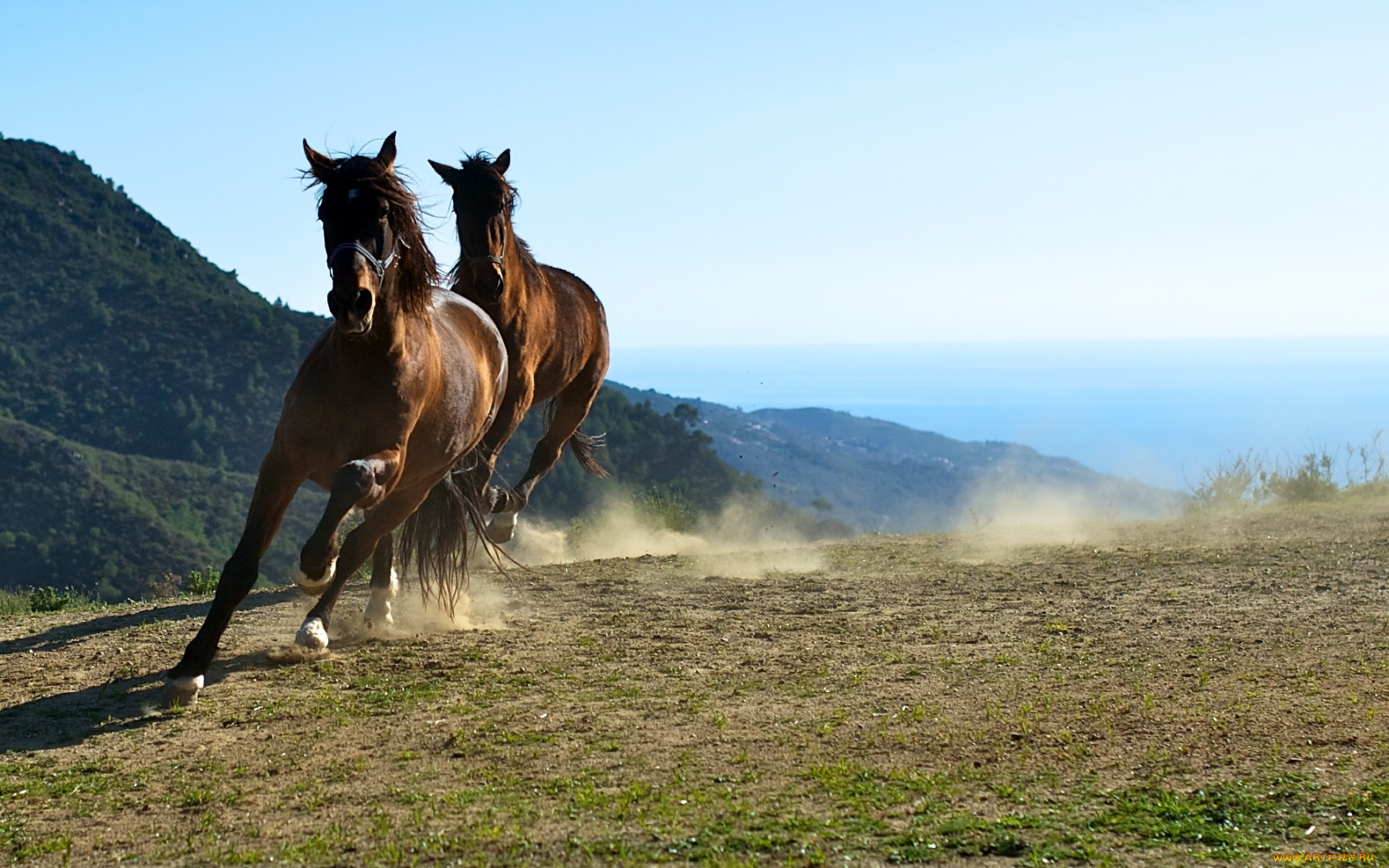 Коне америки. Лошади на природе. Кони в горах. Обои лошади. Лошадь бежит.